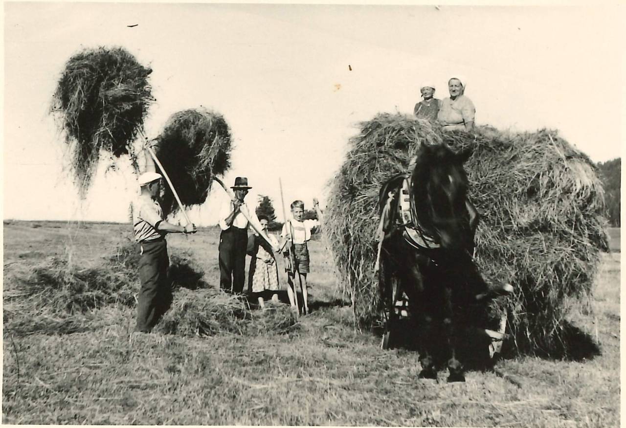 Leiterwagen, Pferd, Sommer