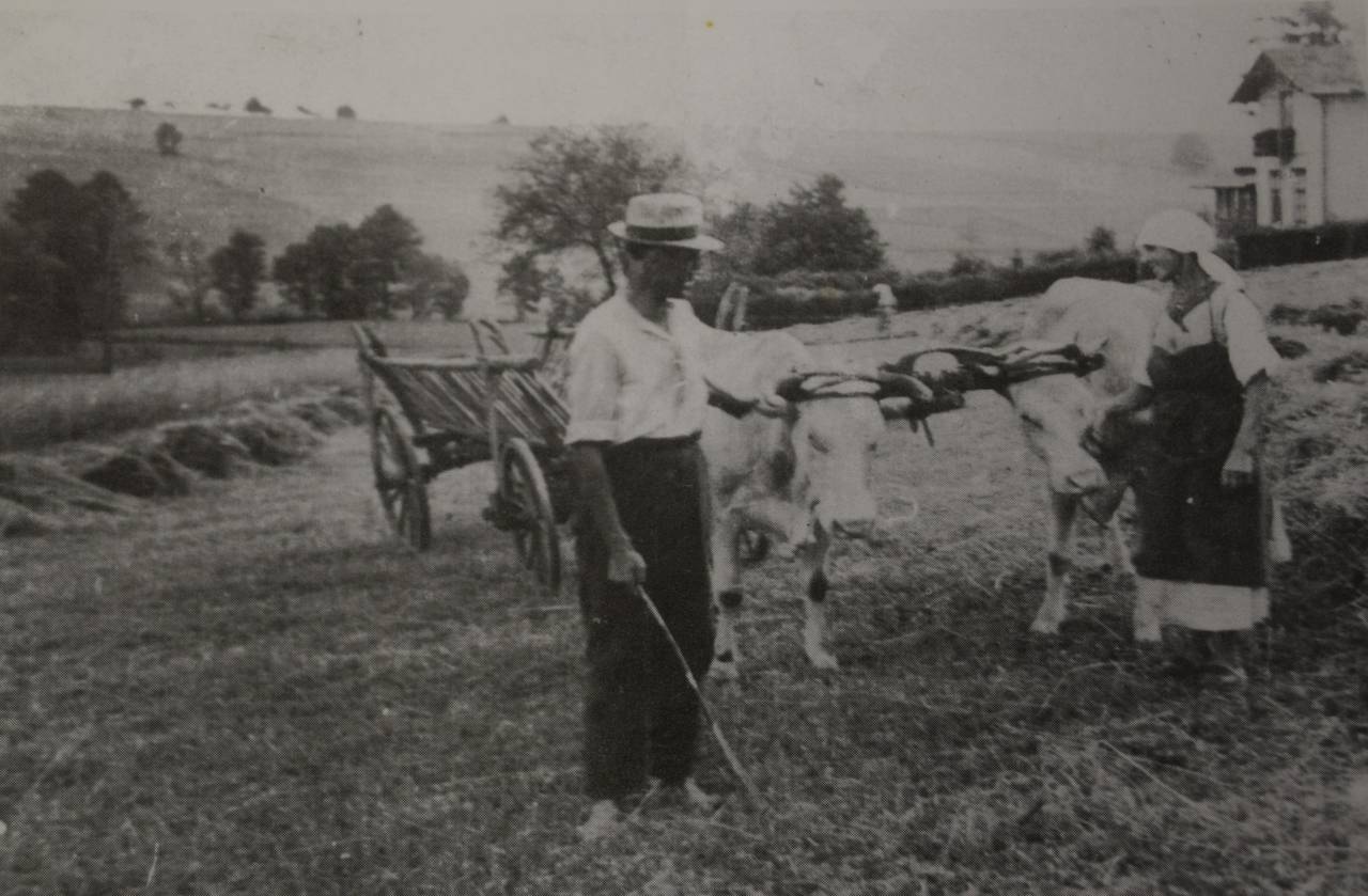 Arbeiten - Pause, Leiterwagen, Ochsengespann, Tier