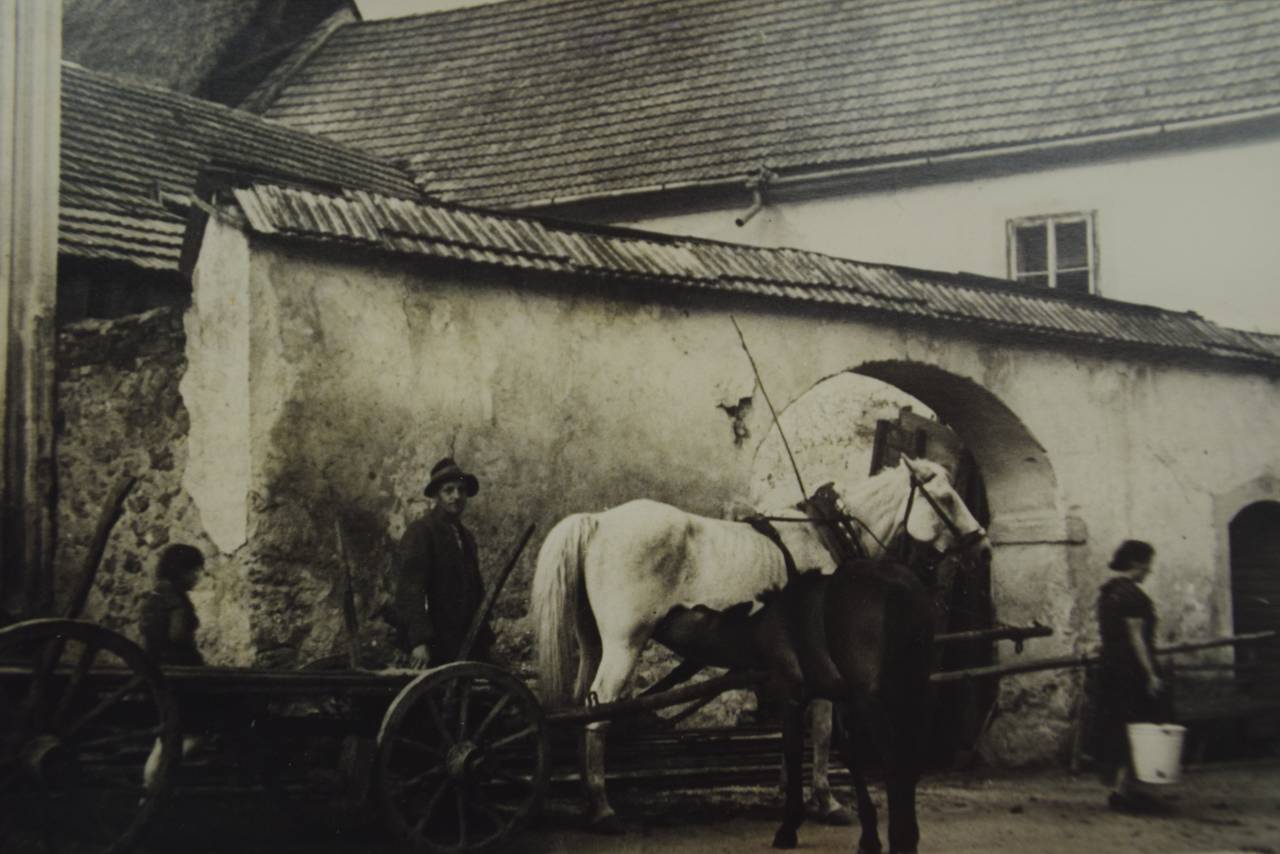 Pferd, Pferdebesitzer, Tier