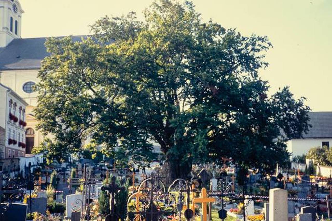 Baum, Friedhof, große Linde, Kirche, Pfarrkirche