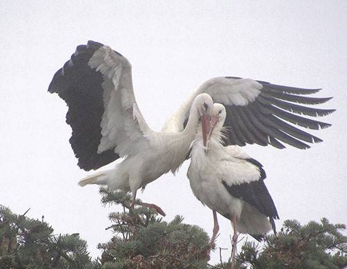 Storch, Tier